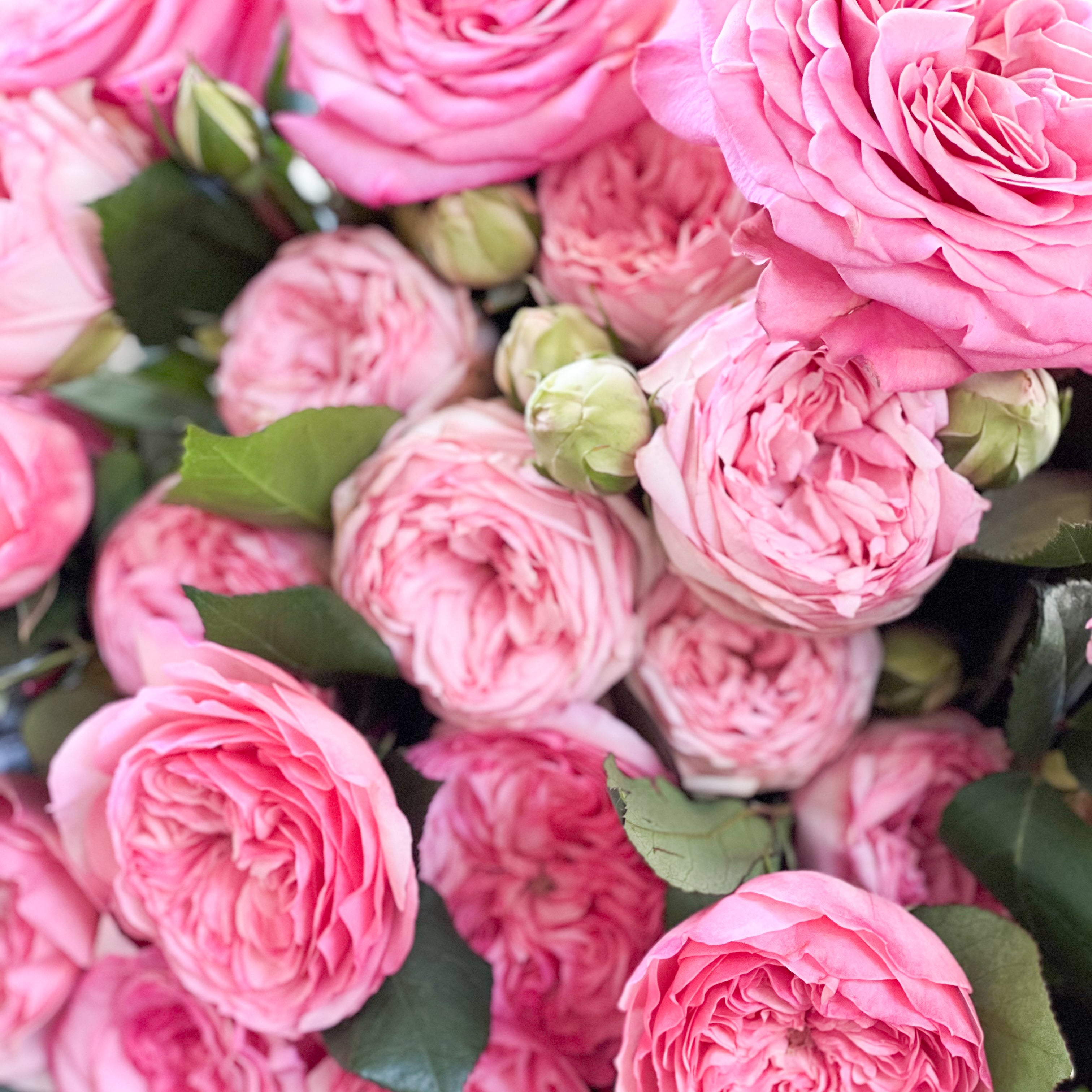 Classic Pinks Garden Rose Bundle - Grace Rose Farm