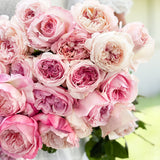David Austin® Pretty in Pink Garden Rose Bundle