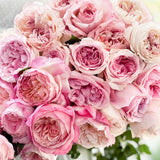David Austin® Pretty in Pink Garden Rose Bundle