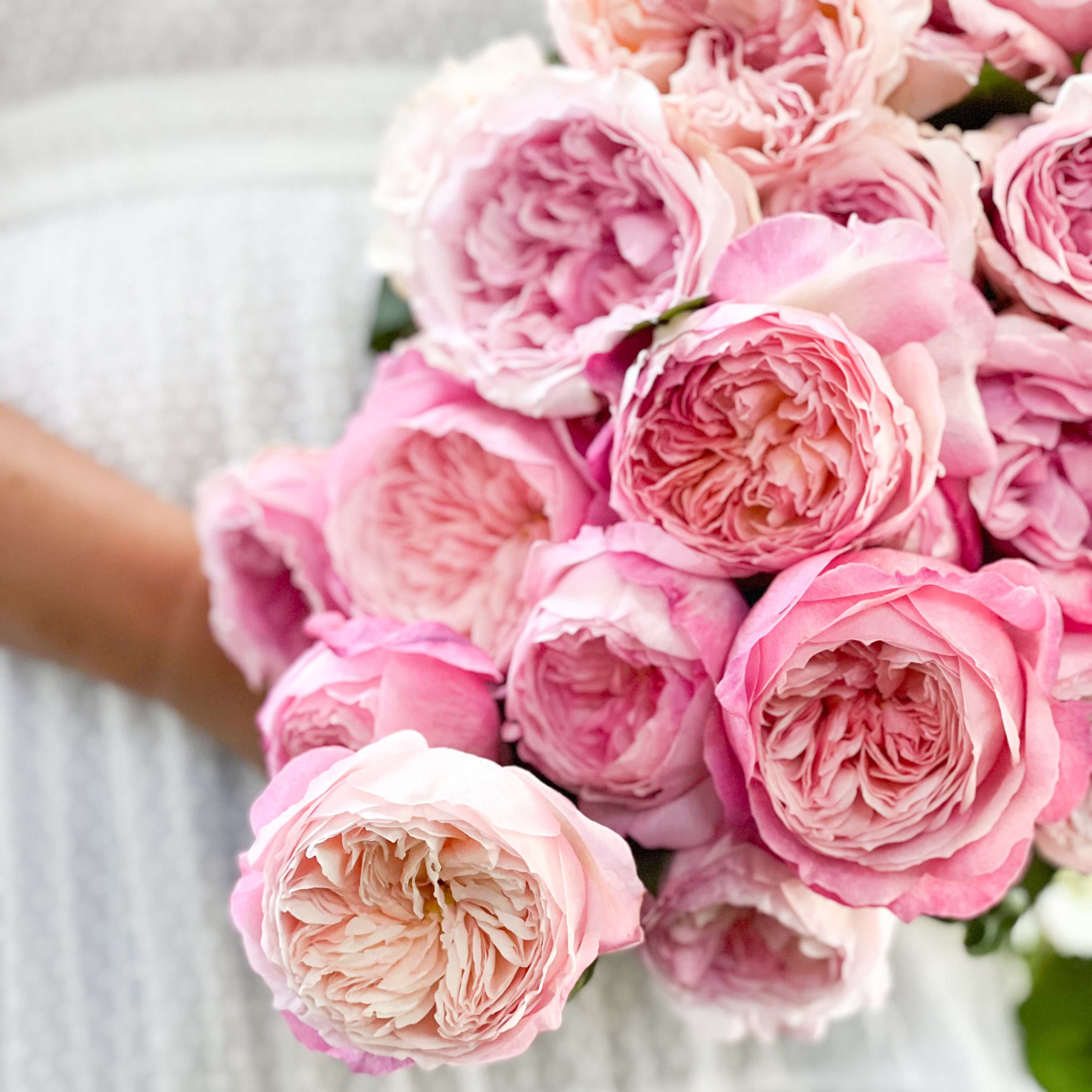 Pretty In Pink Garden Rose Bundle | David Austin Pink Roses