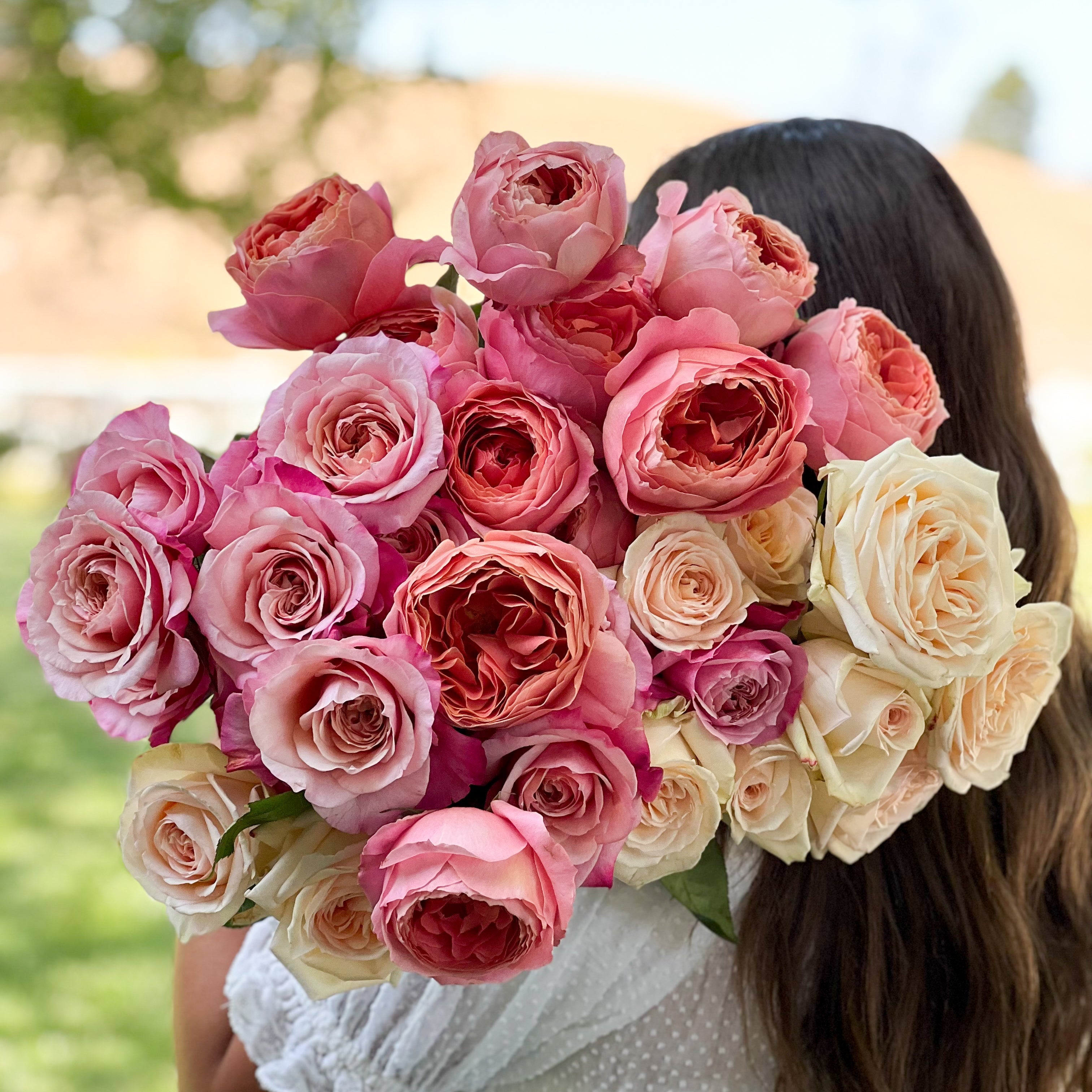 Raspberry and Cream Garden Rose Bundle - Grace Rose Farm