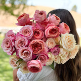 Raspberry and Cream Garden Rose Bundle