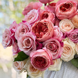 Raspberry and Cream Garden Rose Bundle