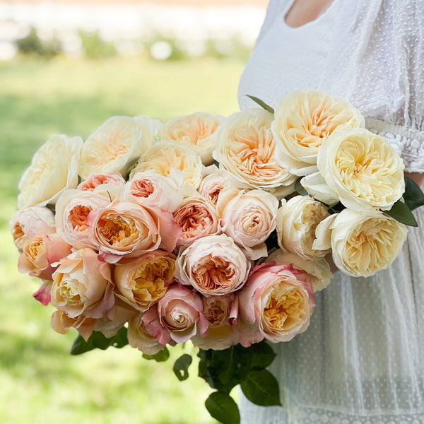 Peaches And Cream Garden Rose Bundle | David Austin Cut Roses