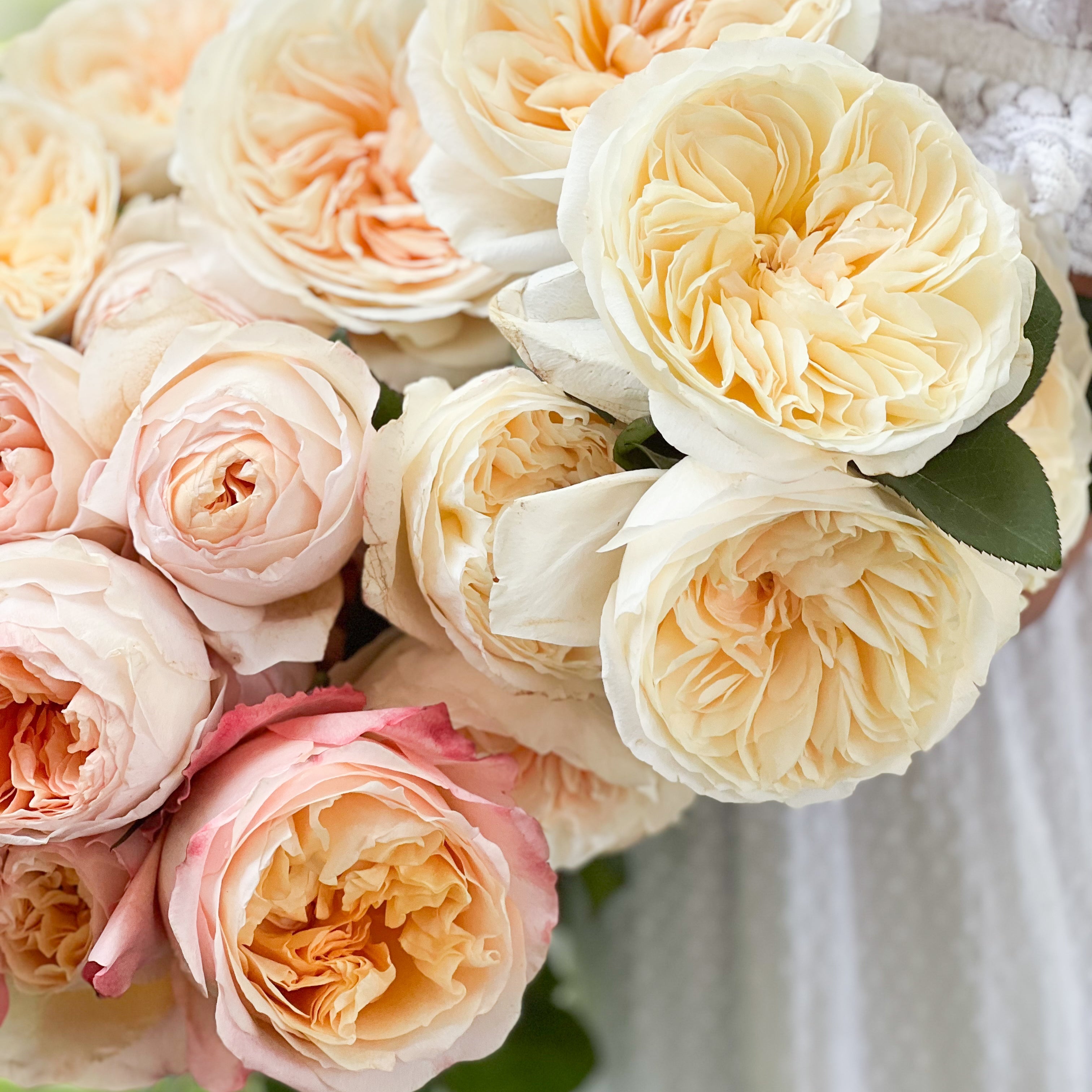ピーチローズ クリーム2個 David Austin® Peaches and Cream Garden Rose Bundle - Grace Rose Farm