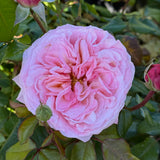 Martha Stewart™ Bare Root Rose Bush