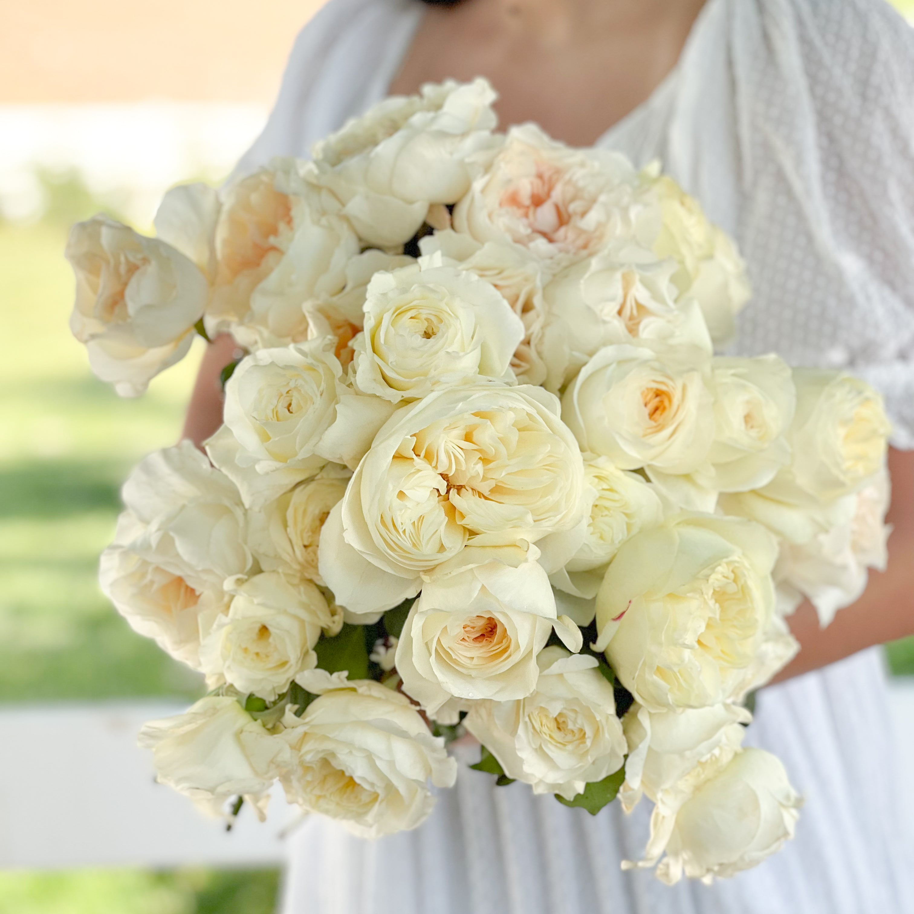 David Austin Porcelain Palette Bundle | White & Blush Roses