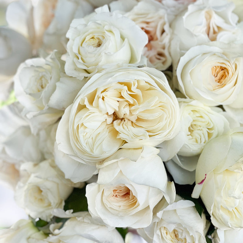 David Austin® Porcelain Palette Garden Rose Bundle