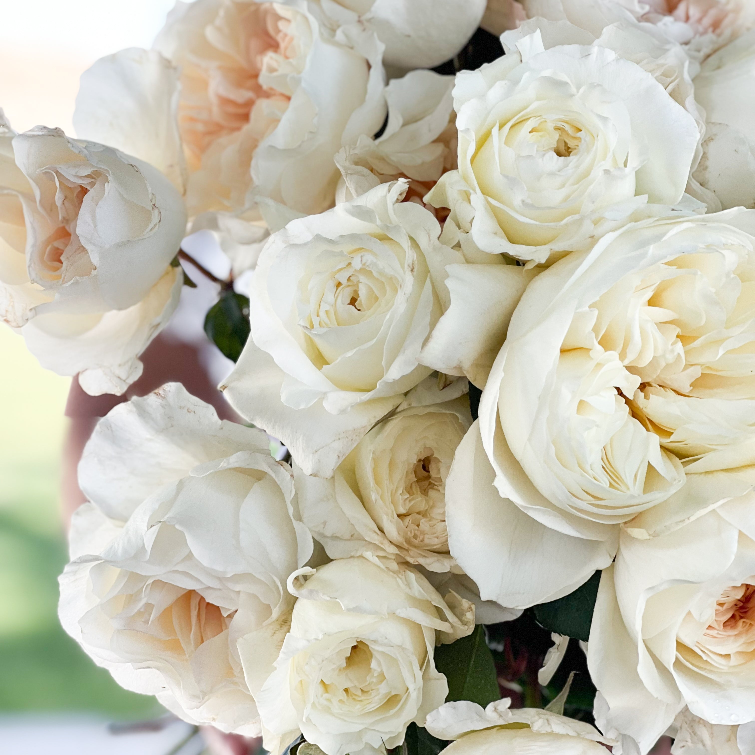 David Austin Porcelain Palette Bundle | White & Blush Roses