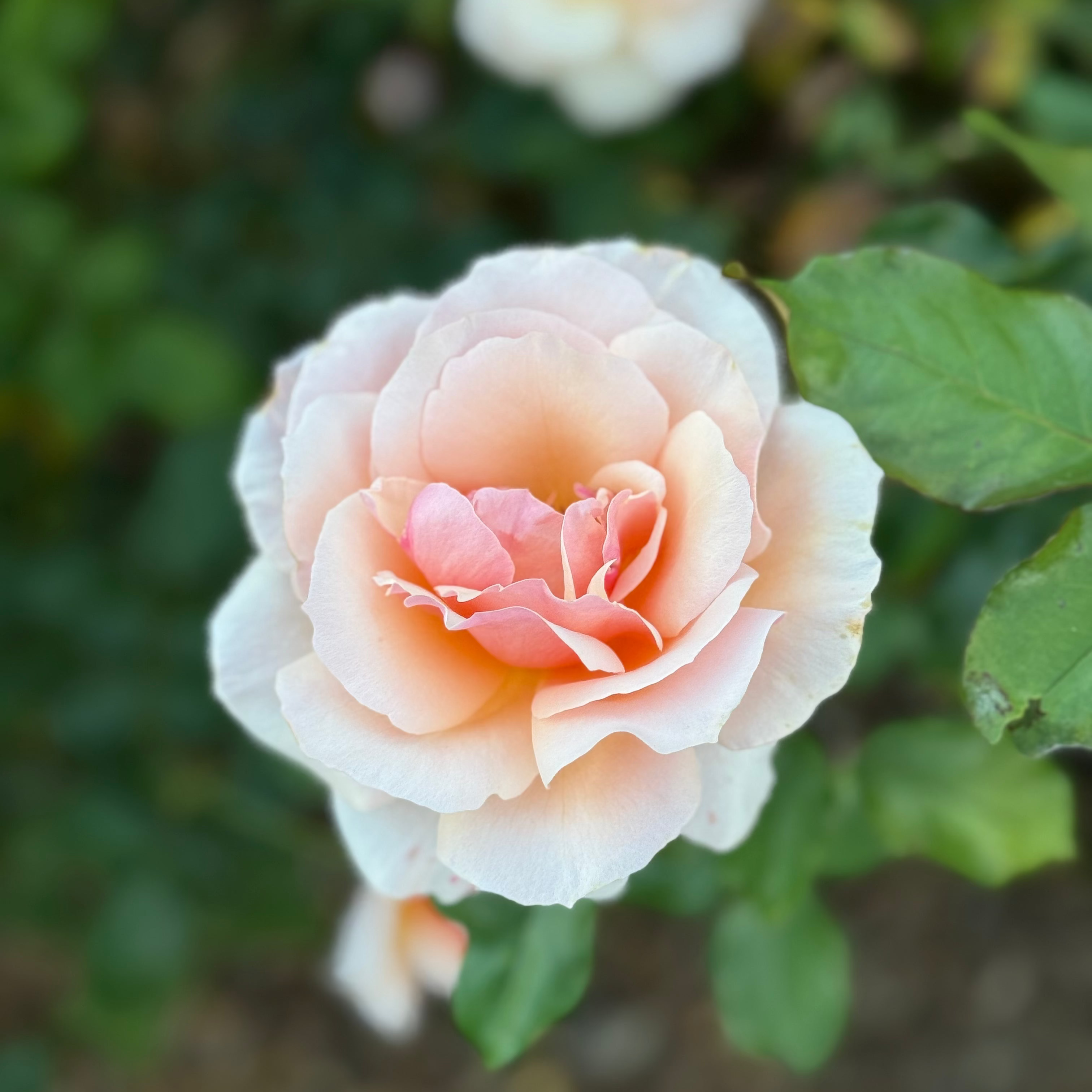 Mother of Pearl® Potted Rose Bush