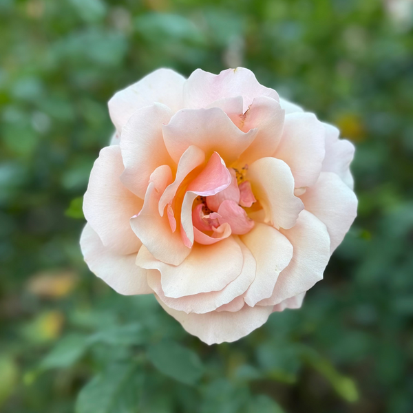 Mother of Pearl®  Bare Root Rose Bush