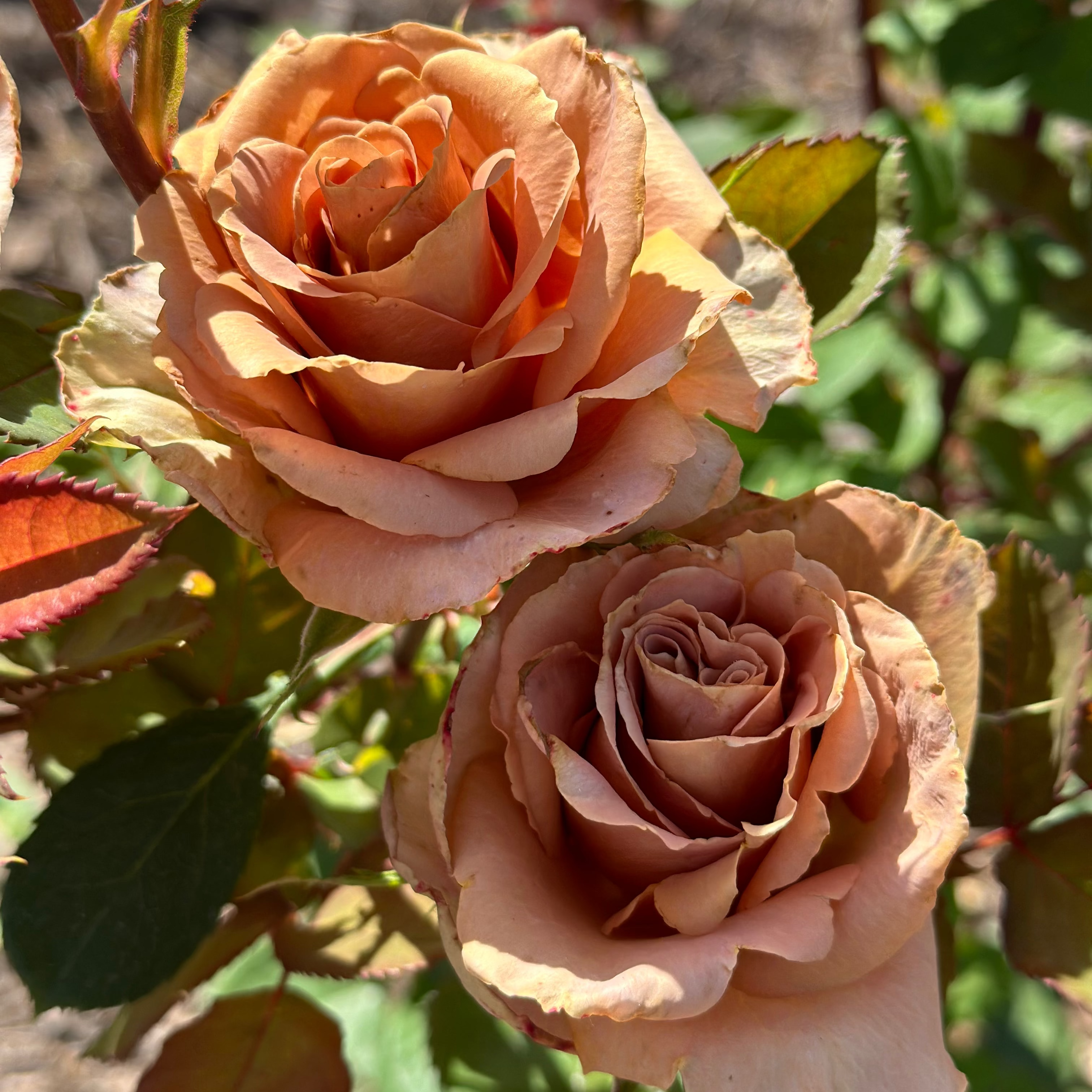 Toffee Potted Rose Bush