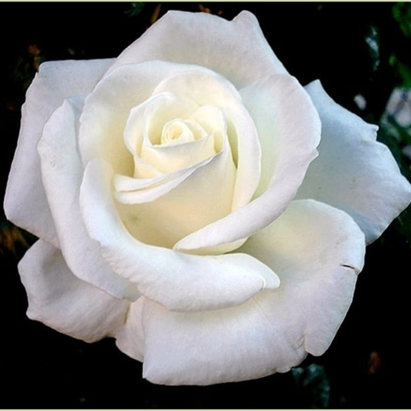 Close-up of a white rose against a dark background