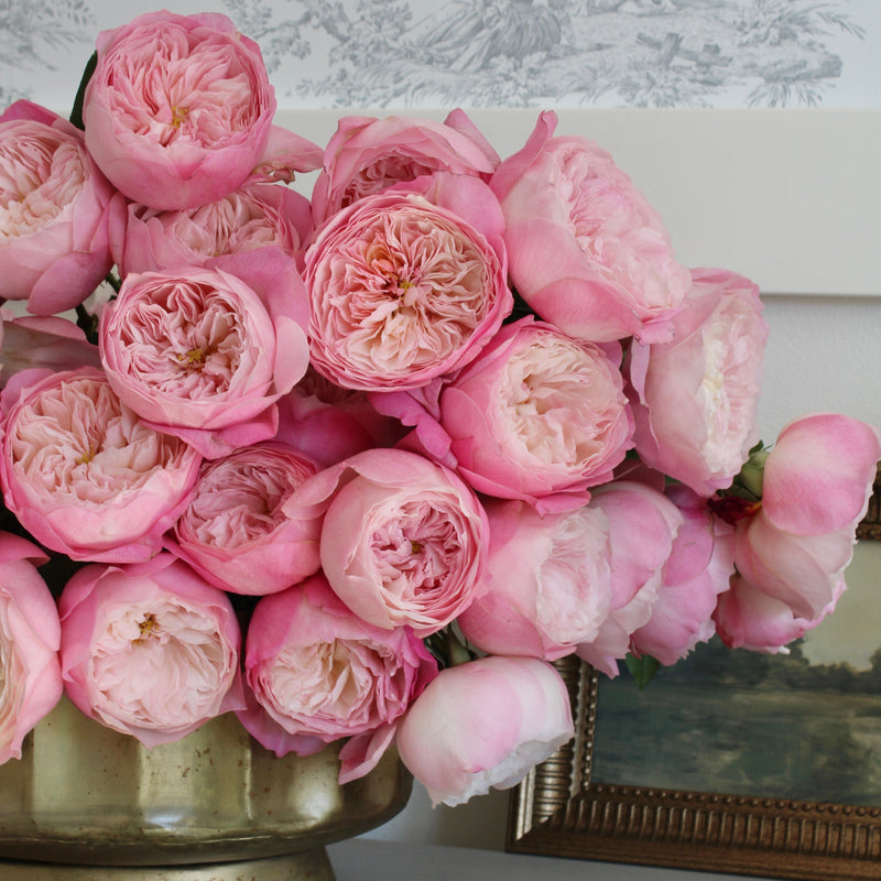 Constance™ Bouquet – Grace Rose Farm