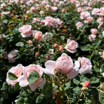 queen of sweden rose seeds David Austin® Queen of Sweden® Potted Rose Bush