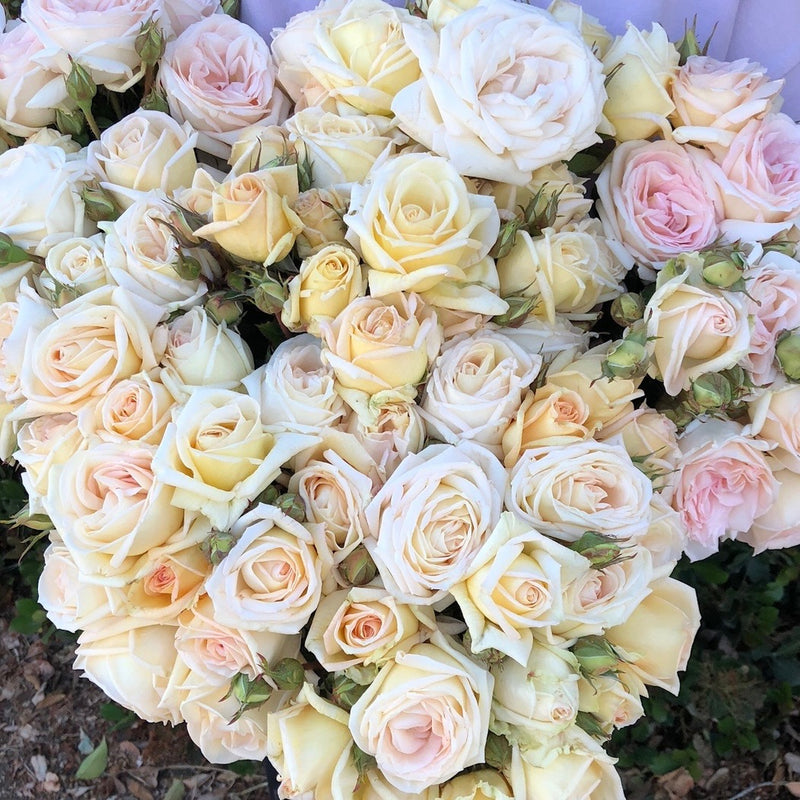 Parfuma® Madame Anisette™  Potted Rose Bush