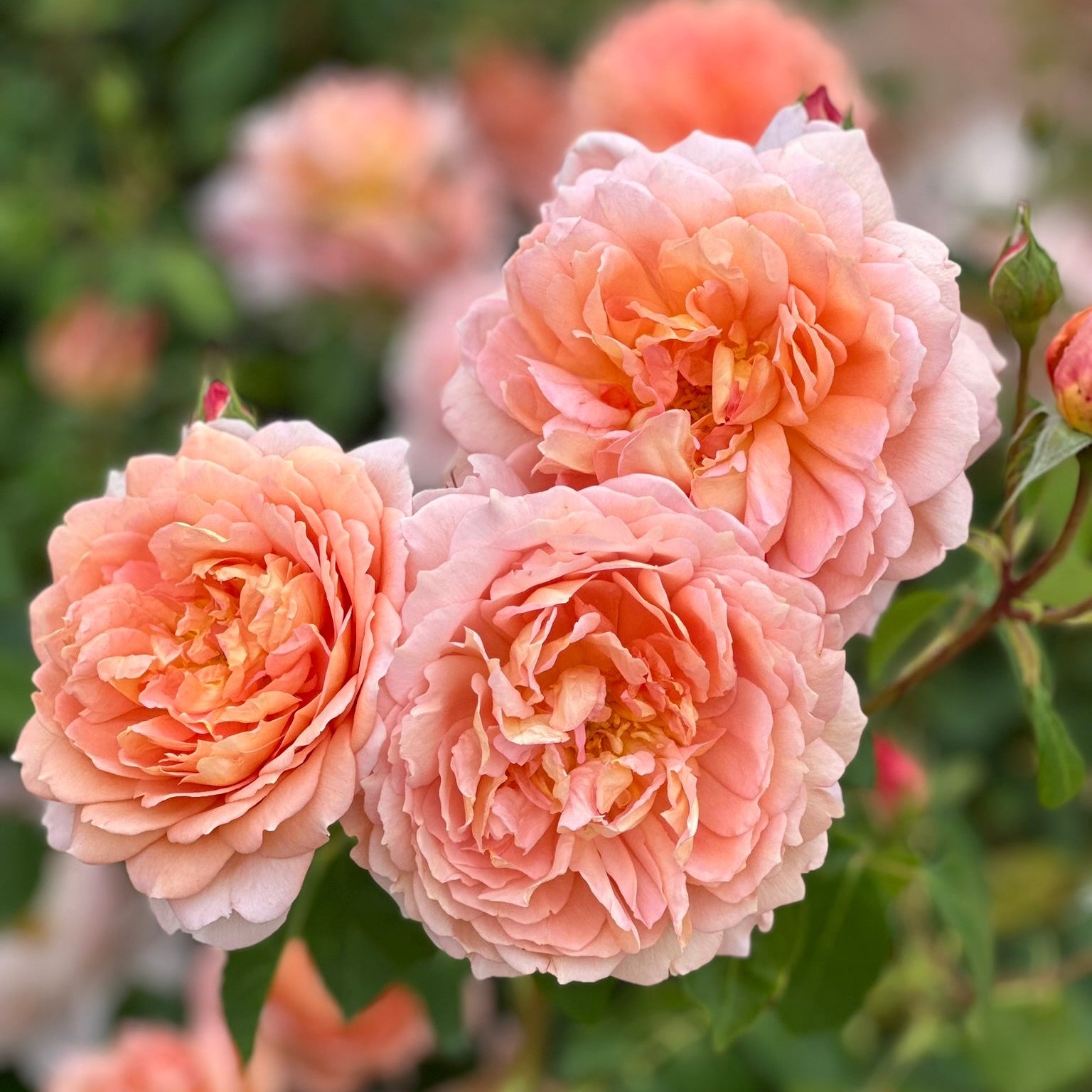 David Austin® Carding Mill® Potted Rose Bush - Grace Rose Farm