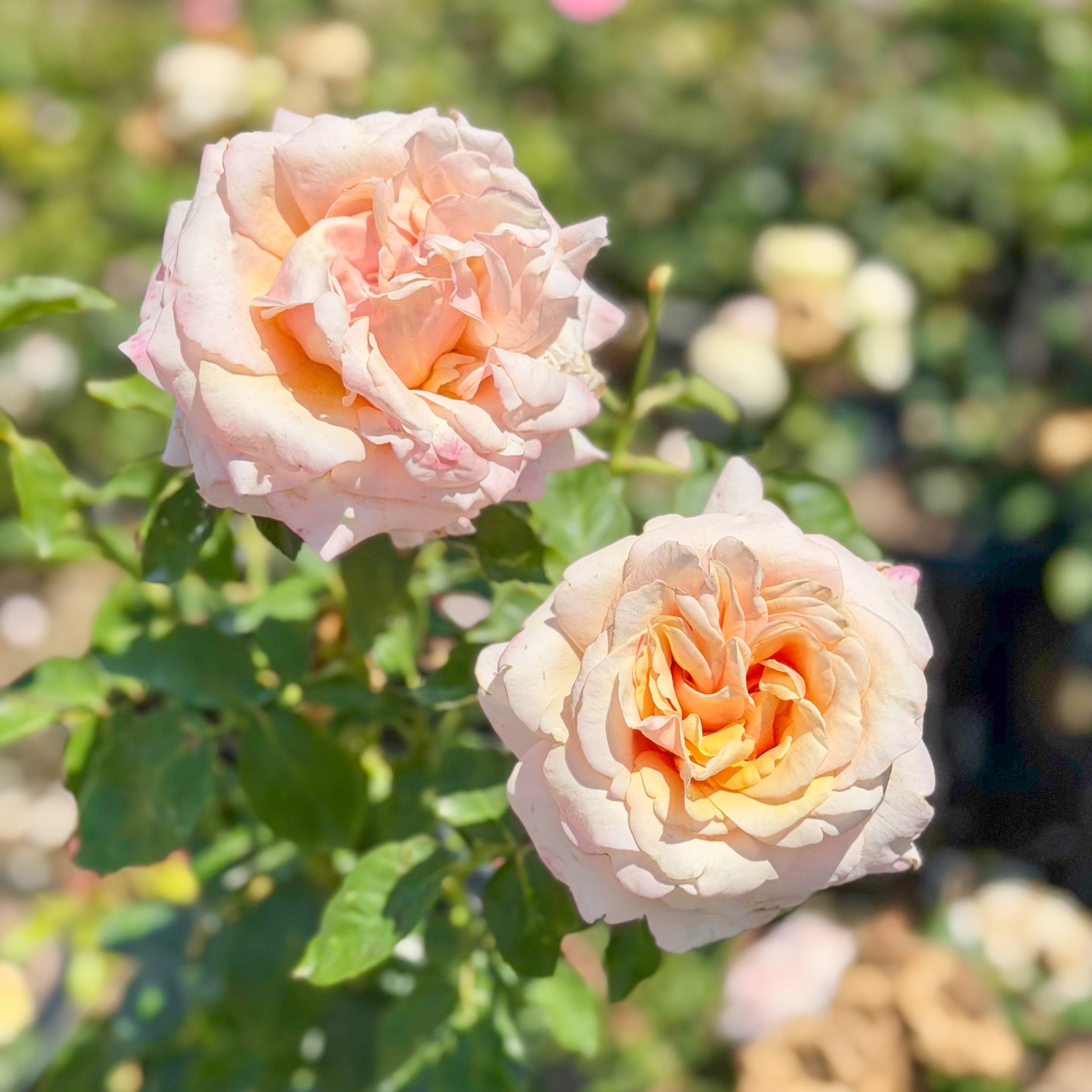 Paul Ricard (a.k.a. Summer's Kiss) Potted Rose Bush