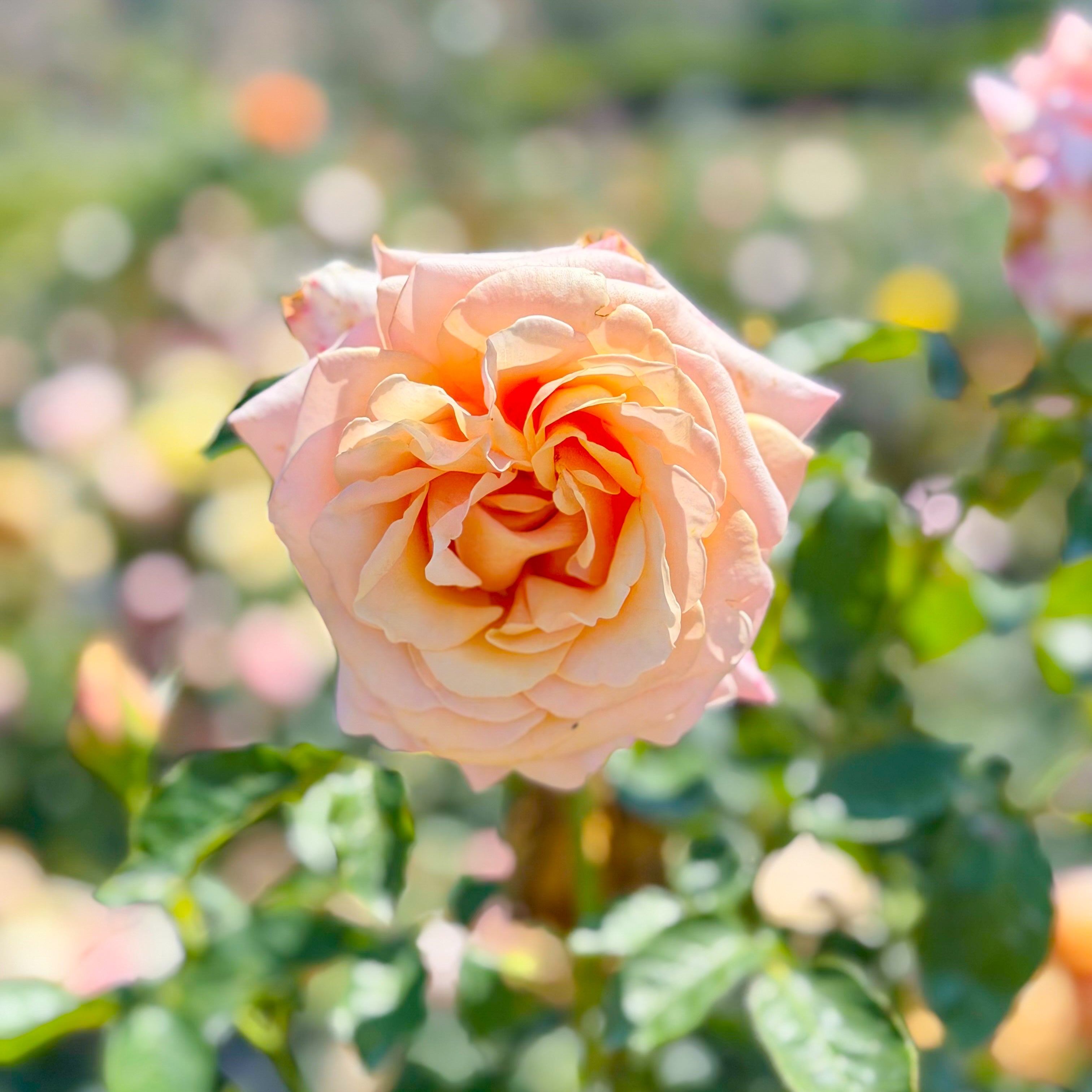 Paul Ricard (a.k.a. Summer's Kiss) Potted Rose Bush