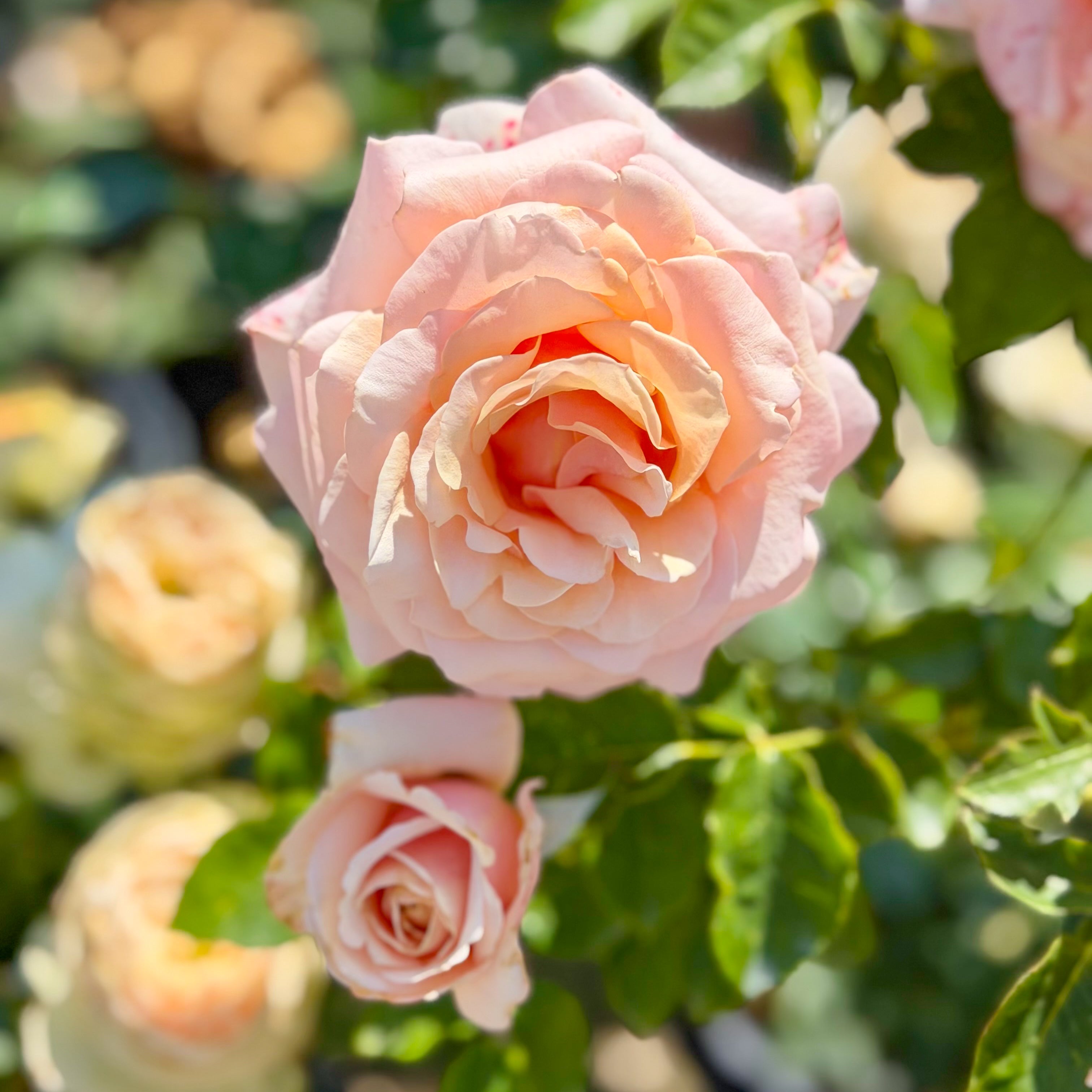 Paul Ricard Rose | Summers Kiss Apricot Rose | Grace Rose Farm