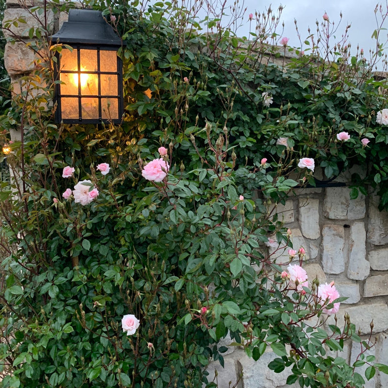 Cecile Brunner™ Bare Root Climbing Rose