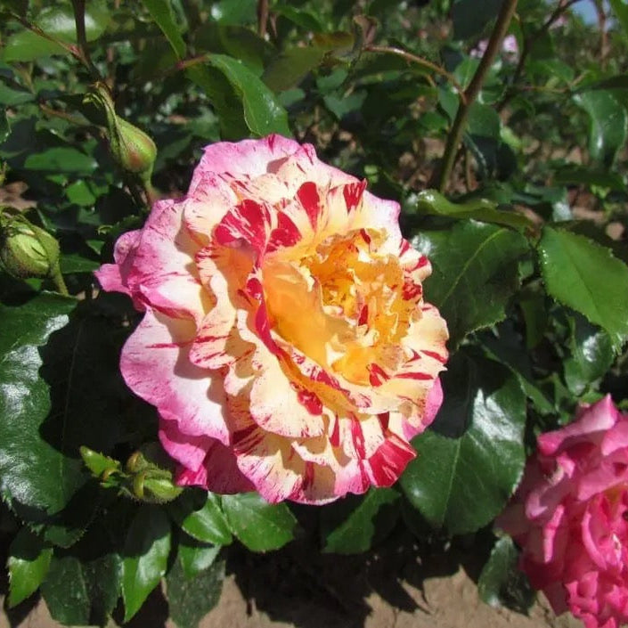 Camille Pissarro™ Potted Rose Bush