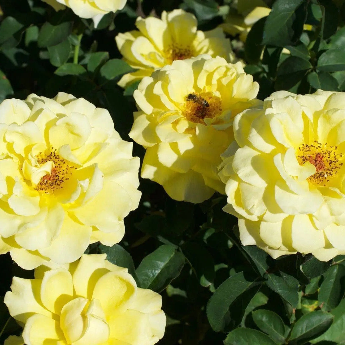Bee Heaven Potted Rose Bush | Yellow Floribunda Rose | Grace Rose Farm