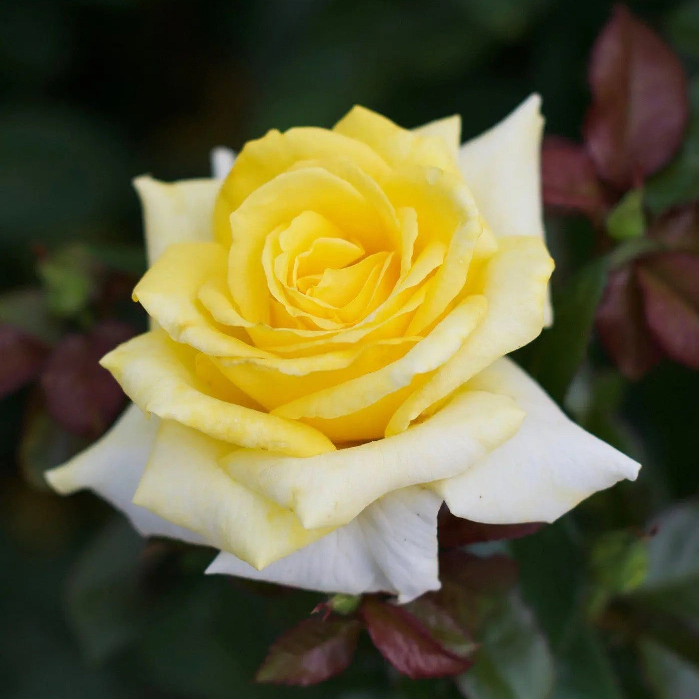 Lemontini™ Potted Rose Bush