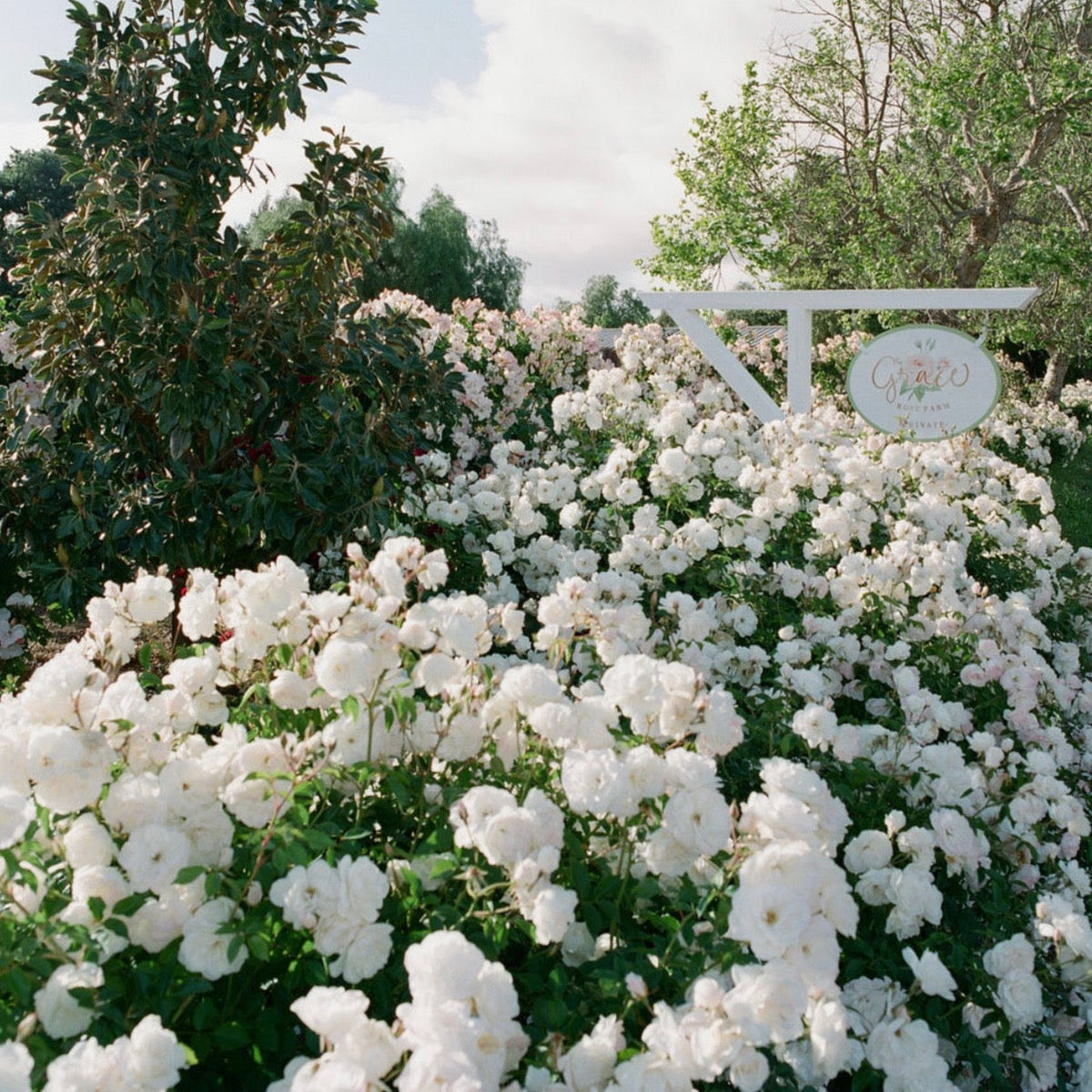 Easy Going & Livin' Easy® Potted Tree Rose