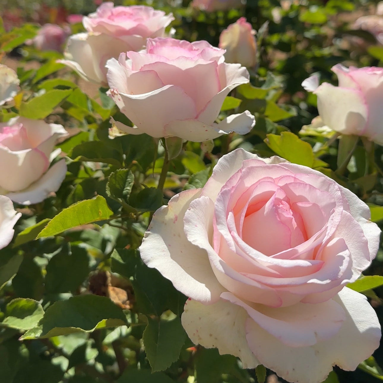 Moonstone® Potted Rose Bush