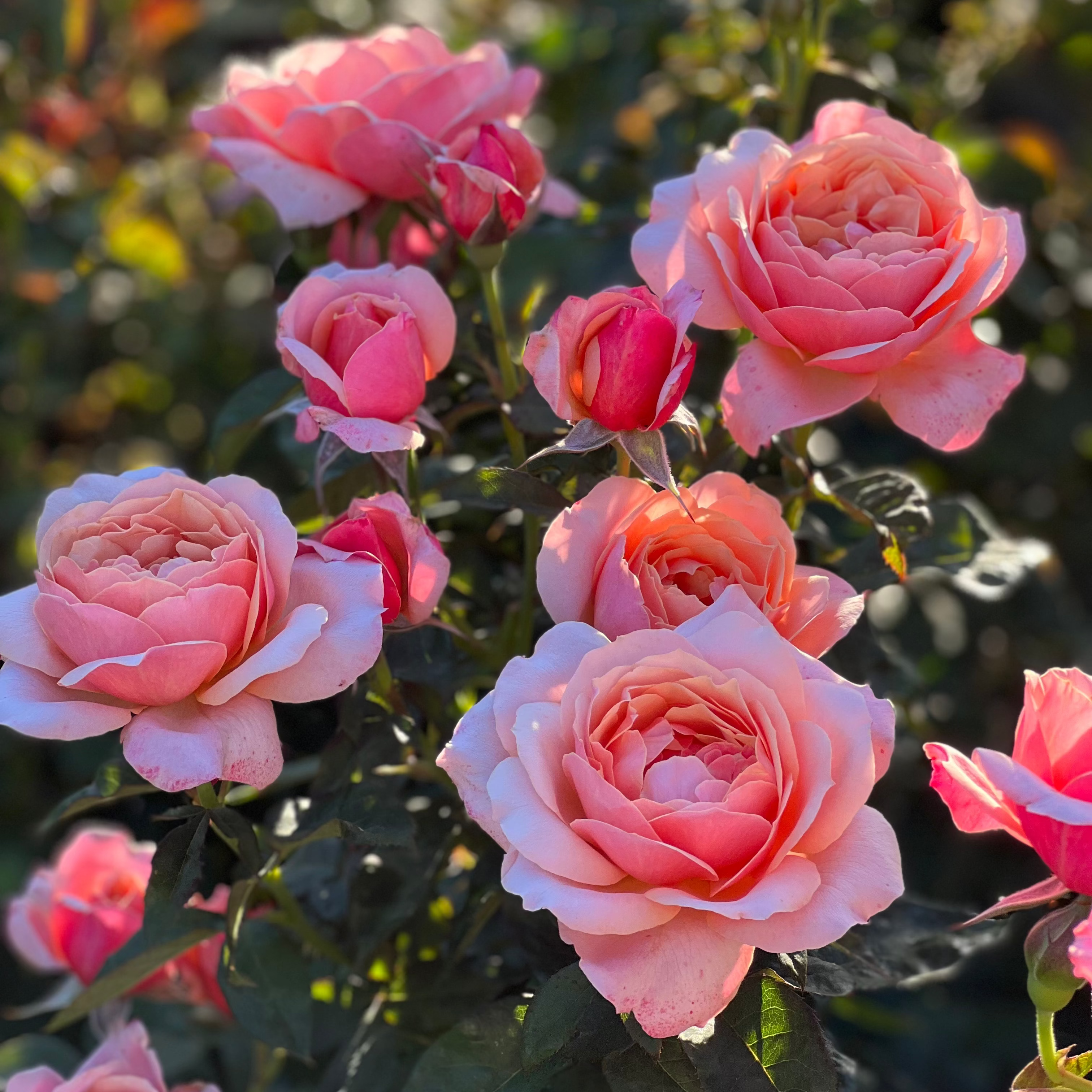 State of Grace™ Bare Root Rose Bush