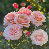 State of Grace™ Bare Root Tree Rose