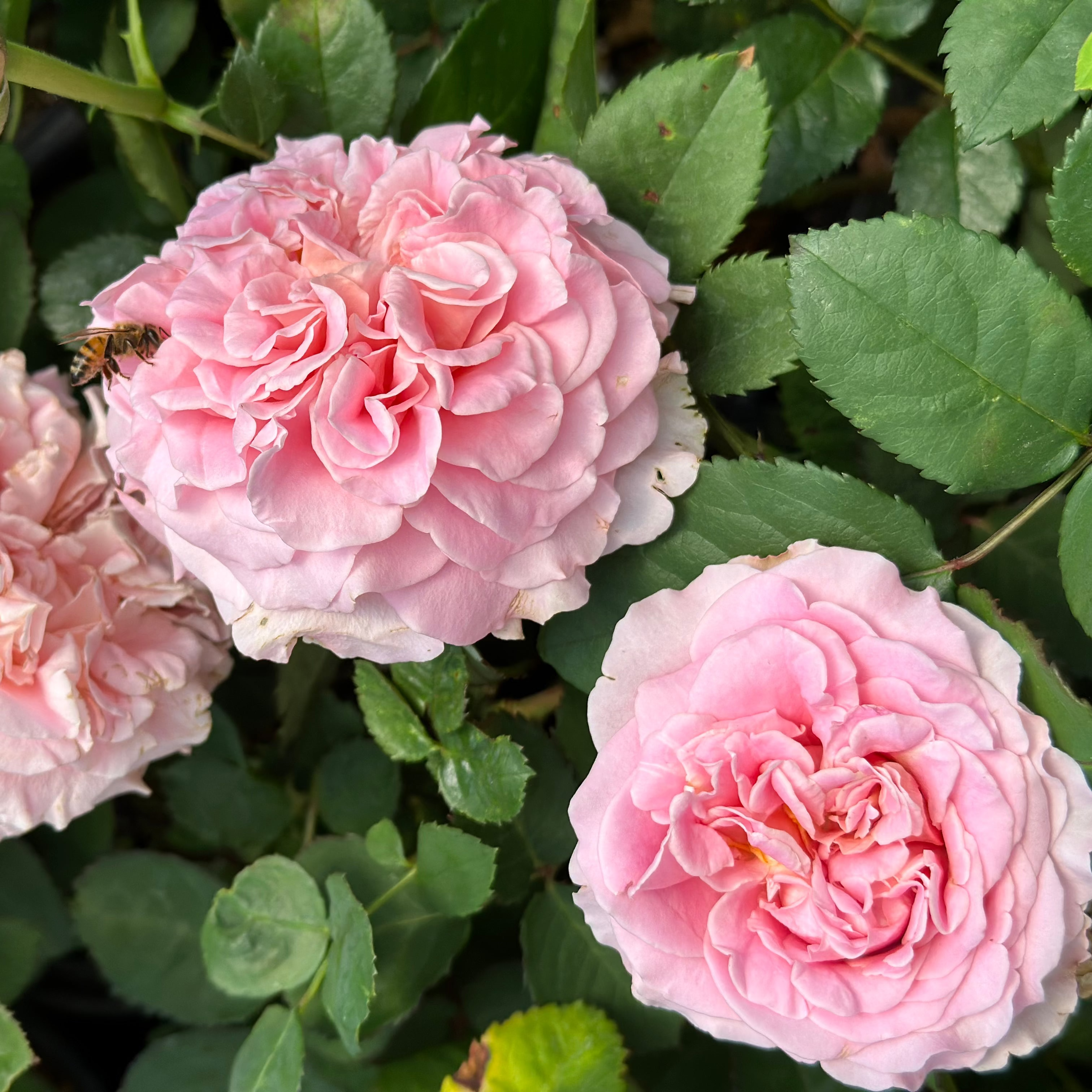Ashley Potted Rose Bush
