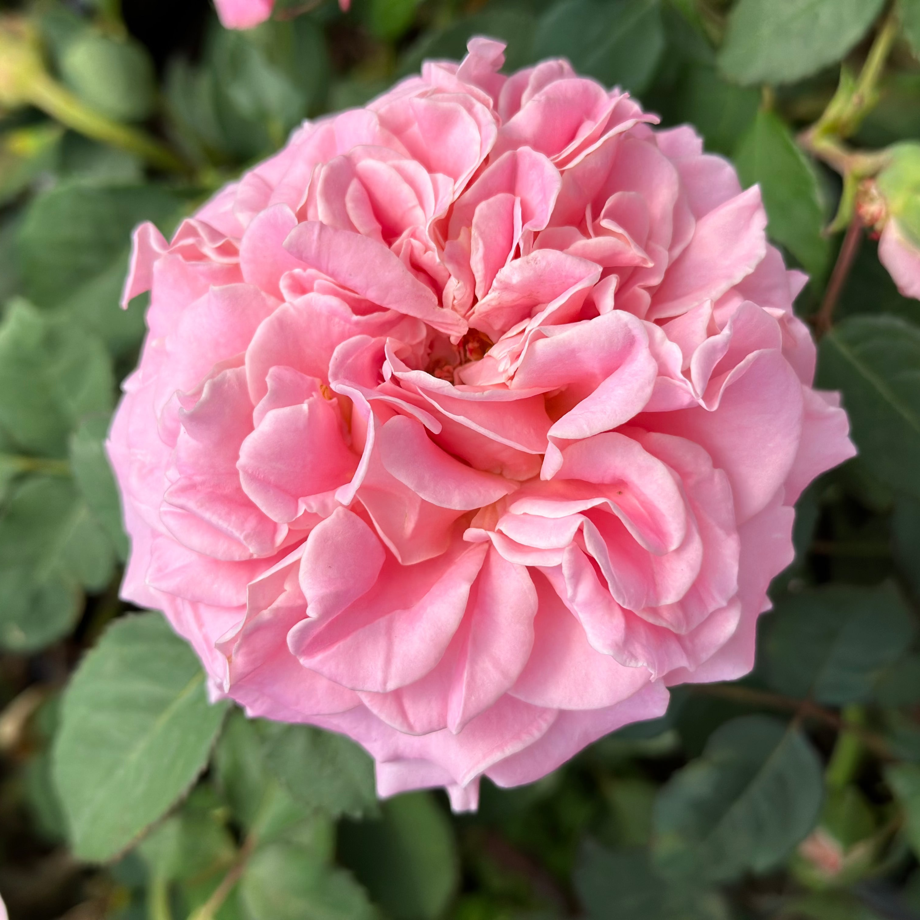 Close-up of a pink rose with green leaves in the background
