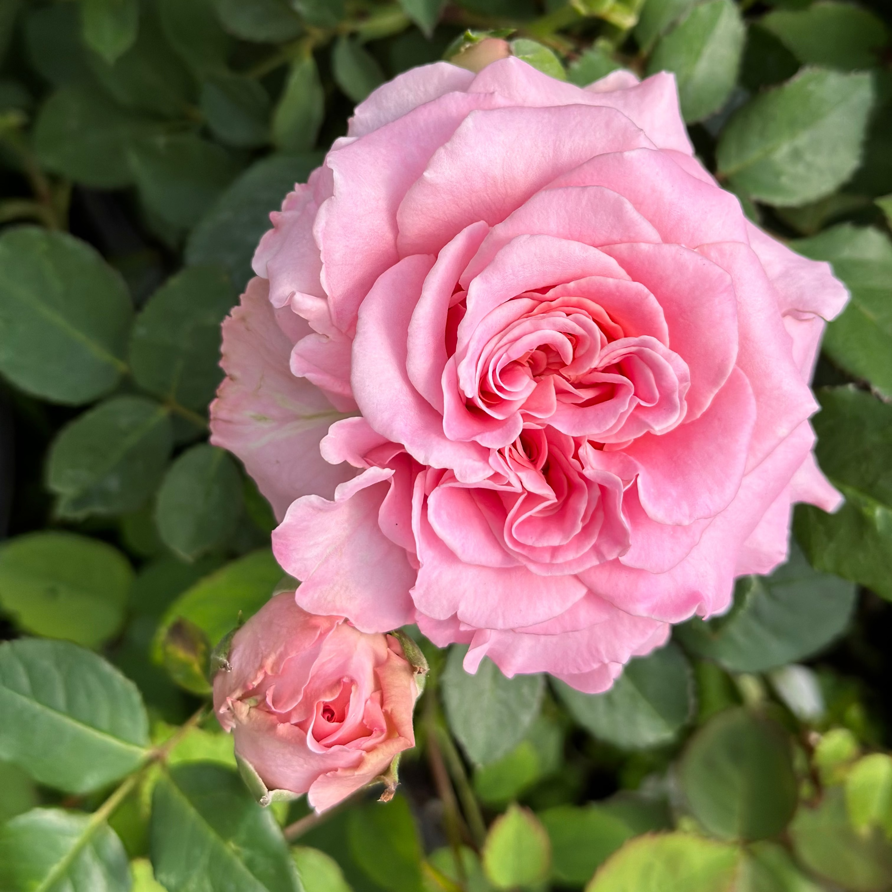 Ashley Potted Rose Bush