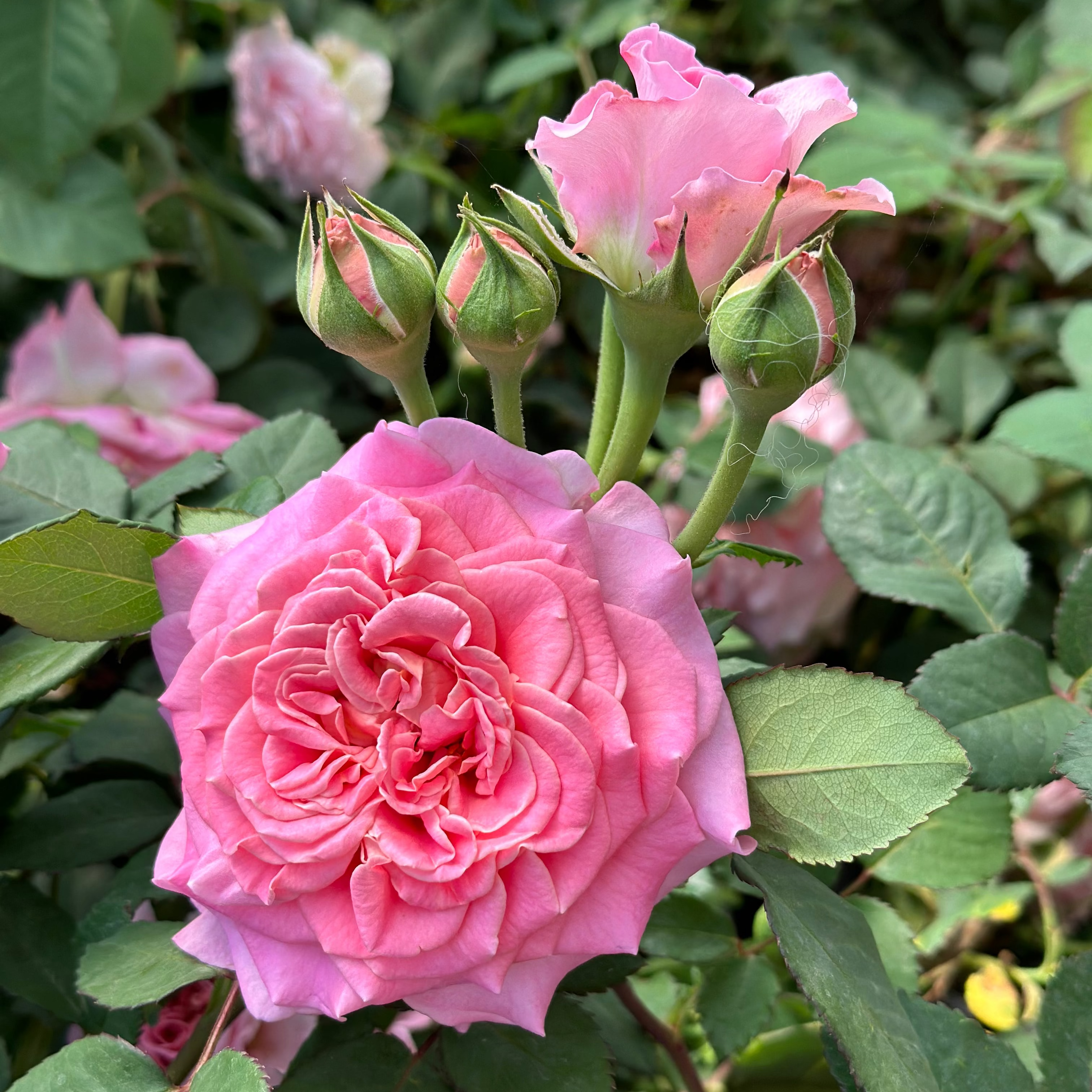 Ashley Potted Rose Bush