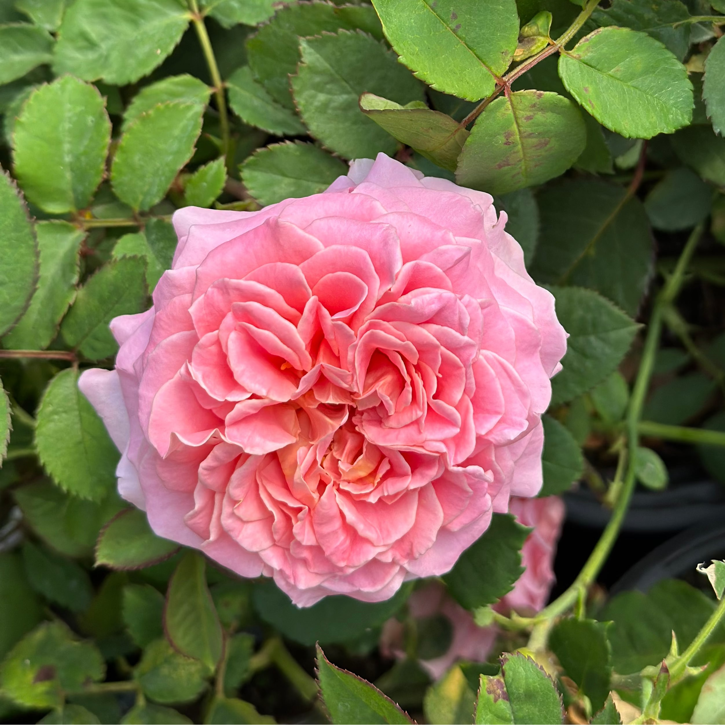 Ashley Potted Rose Bush