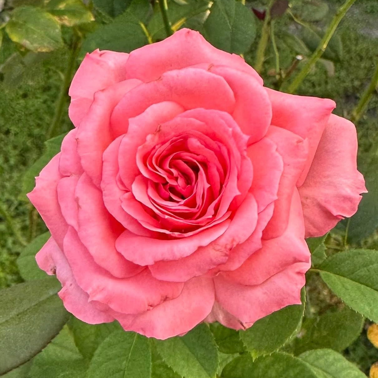 Canada Blooms Bare Root Rose Bush