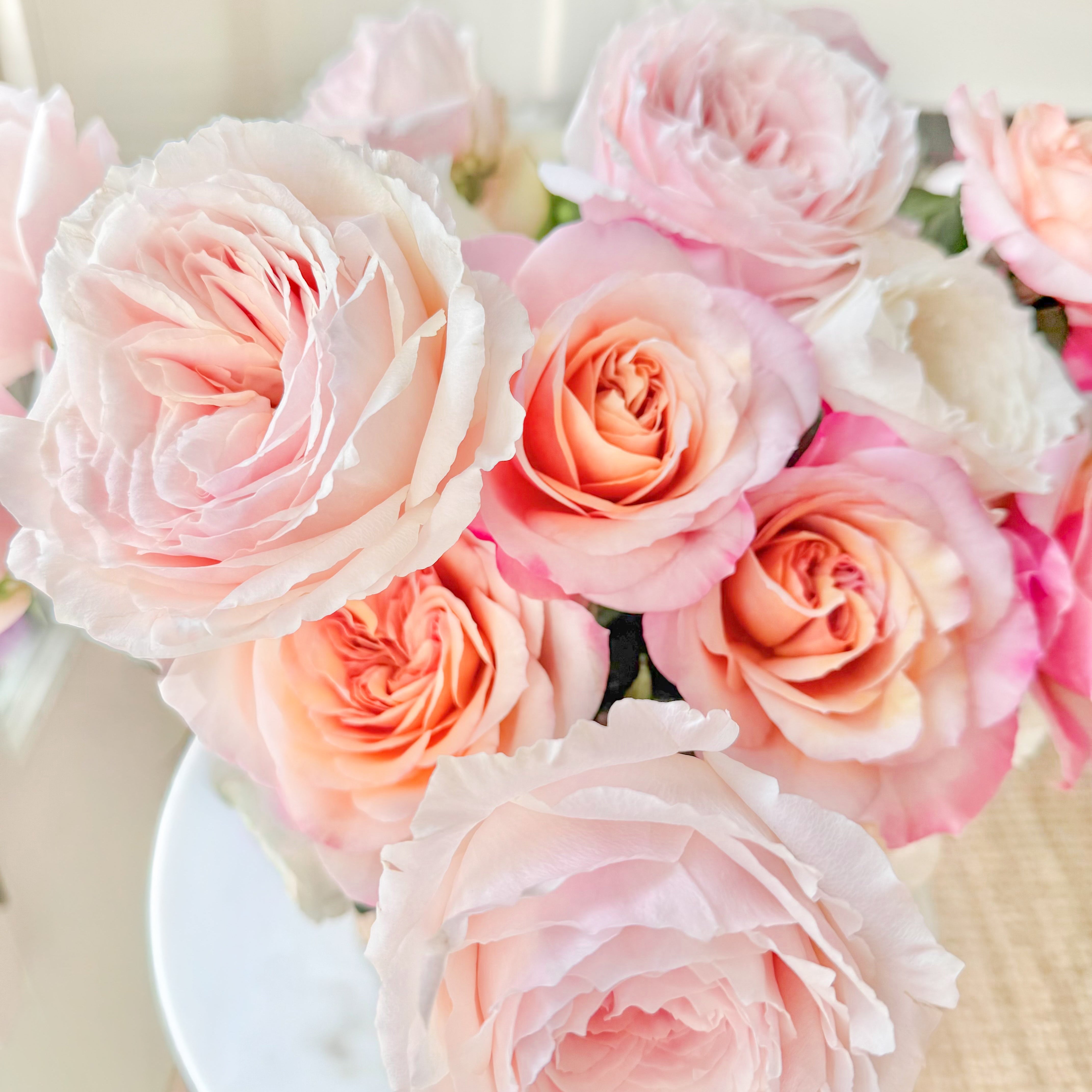 Japanese Rose | Exceptional Complex Fragrances | Grace Rose Farm