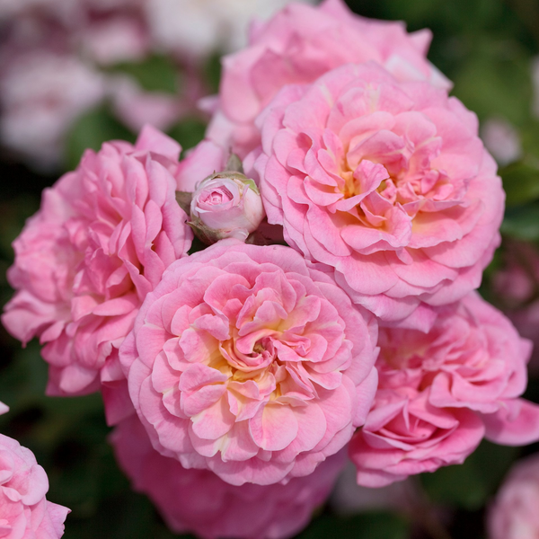 Sweet Drift Potted Rose Bush | Pink Groundcover Rose | Grace Rose Farm