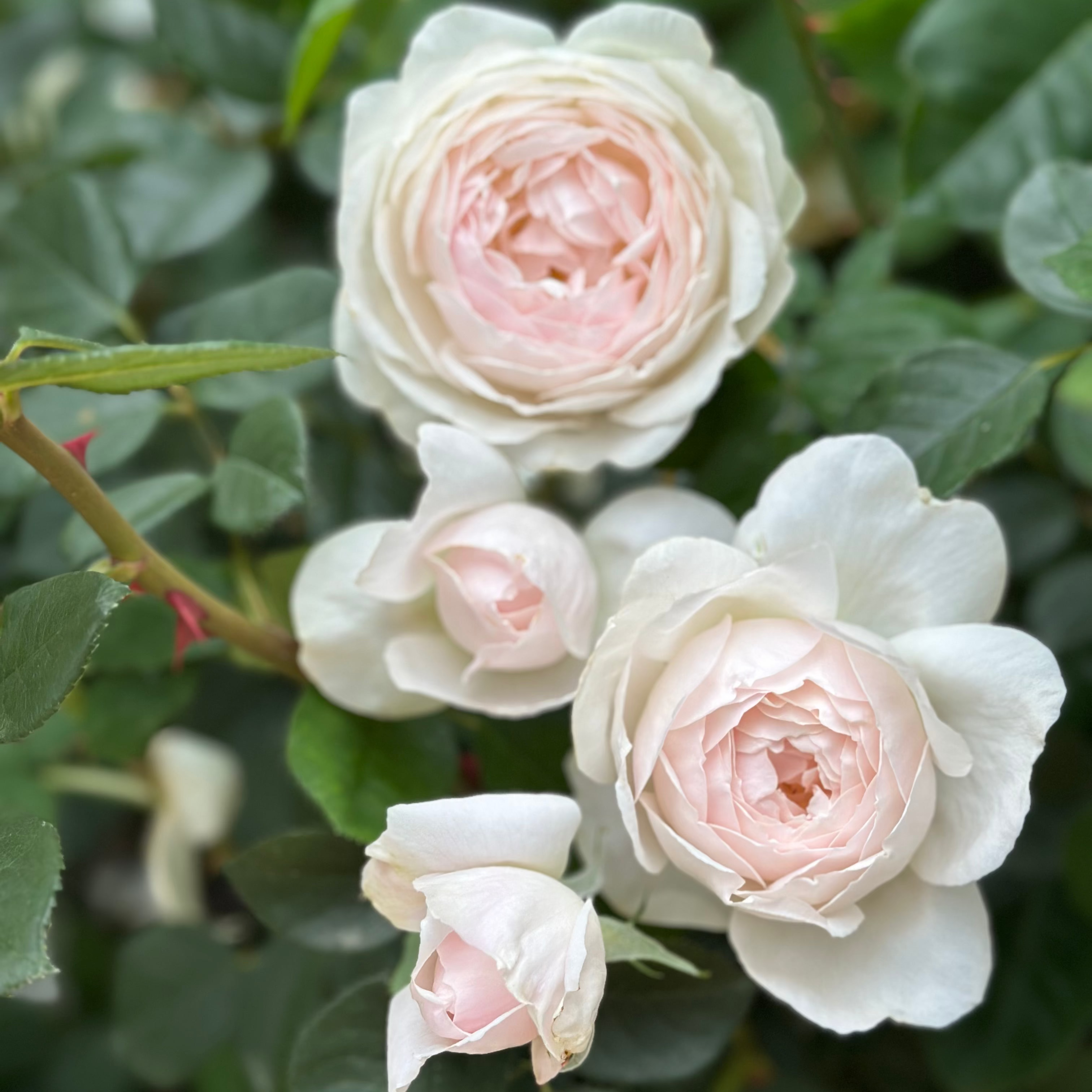 David Austin® Desdemona™ Potted Rose Rose