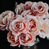 Distant Drums Potted Rose Bush