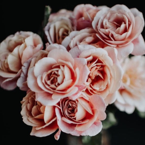 Distant Drums Potted Rose Bush