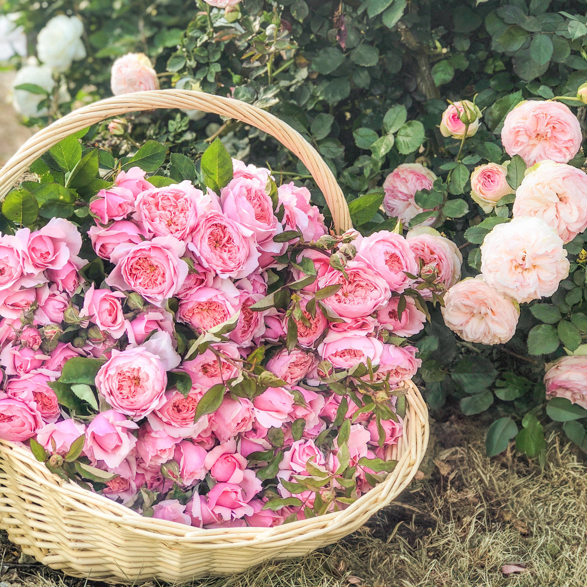 Basket of pink flowers in a garden setting with more pink flowers and greenery.