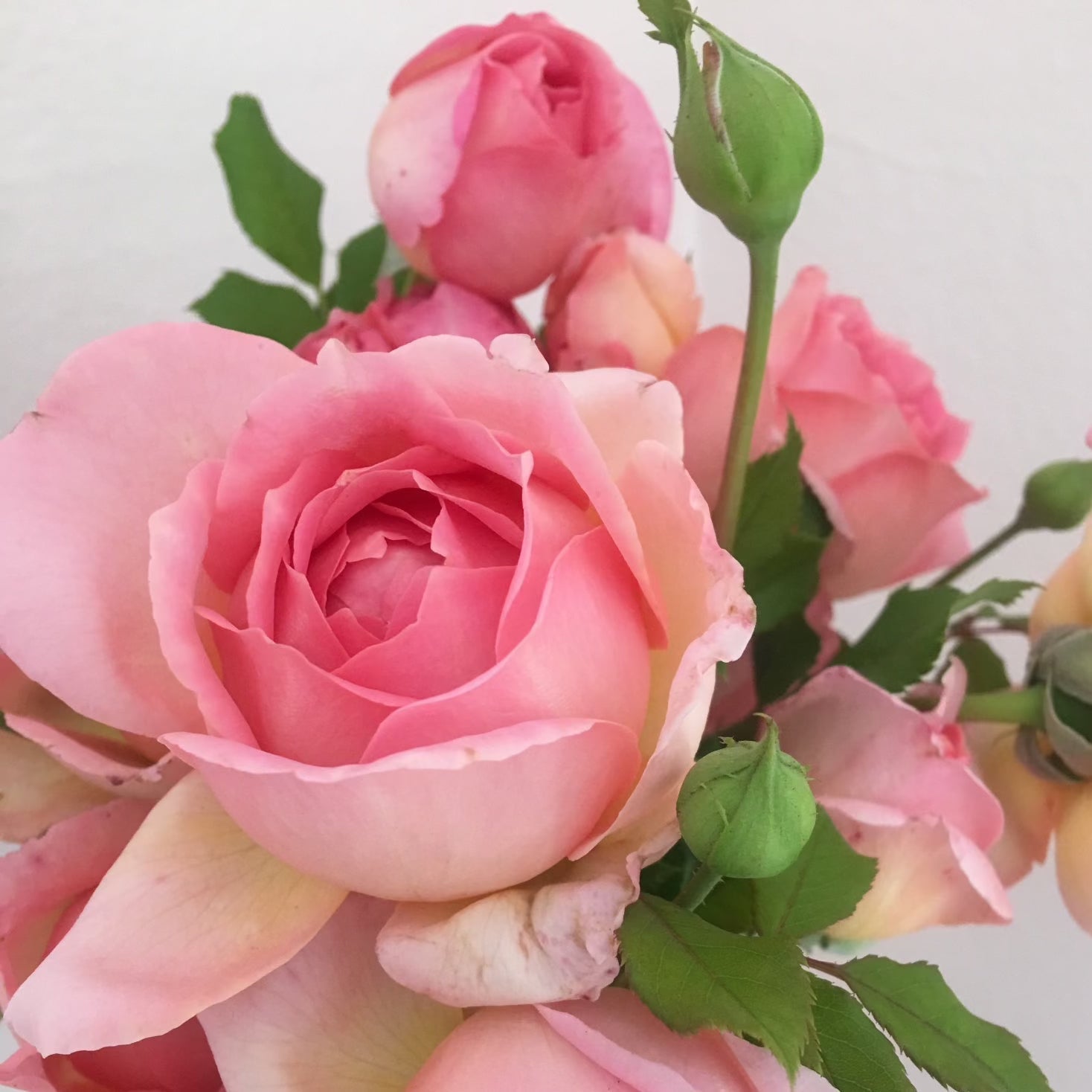 David Austin® Jubilee Celebration® Potted Rose Bush