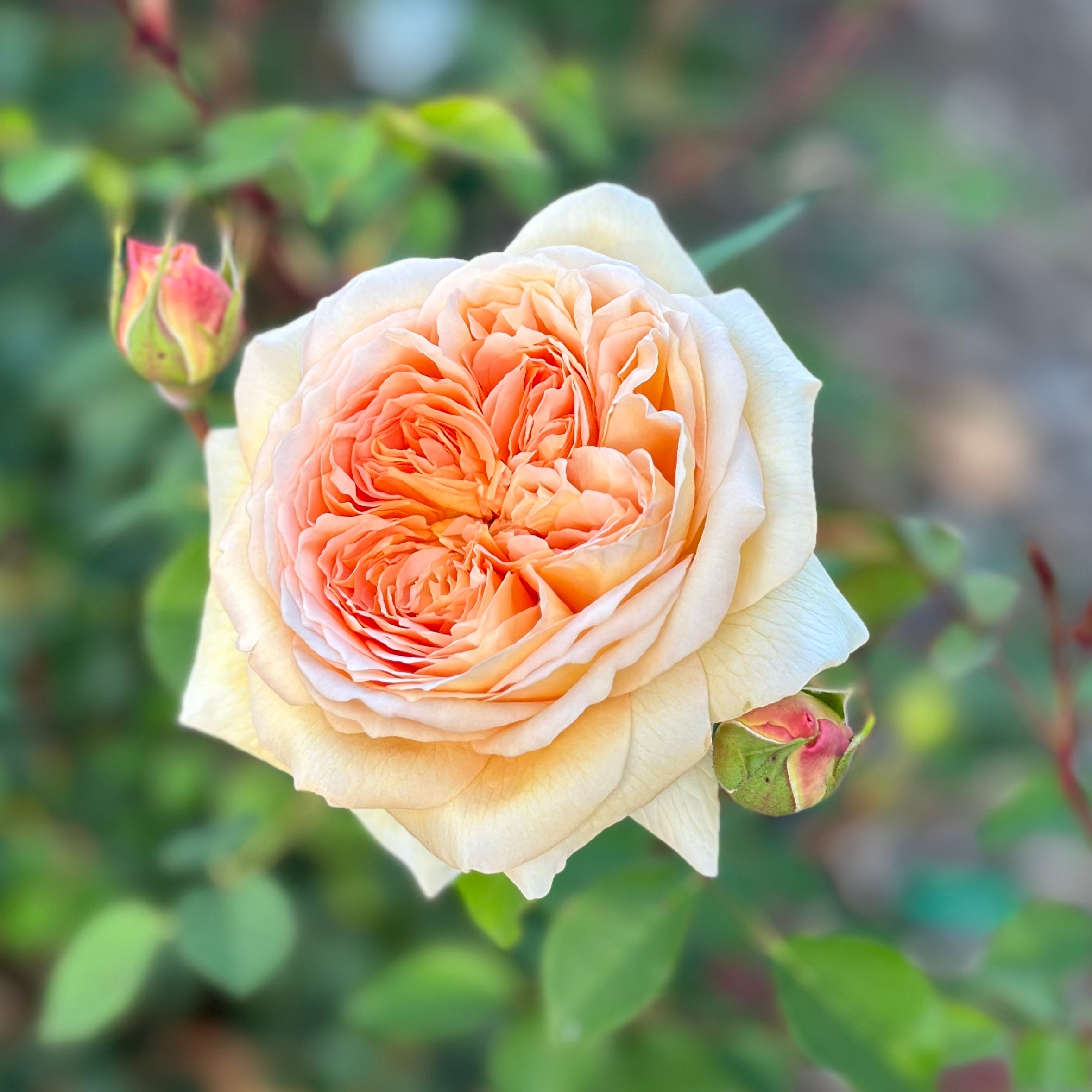 David Austin® Bathsheba® Potted Rose Bush