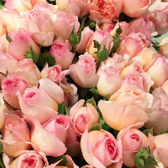 Princesse Charlene de Monaco® Potted Climbing Rose