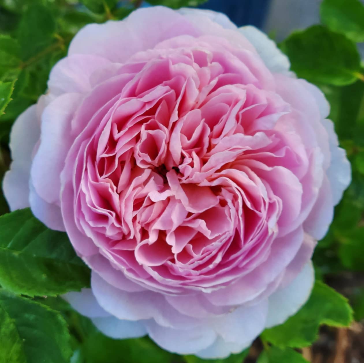 David Austin® Eustacia Vye® Potted Rose Bush