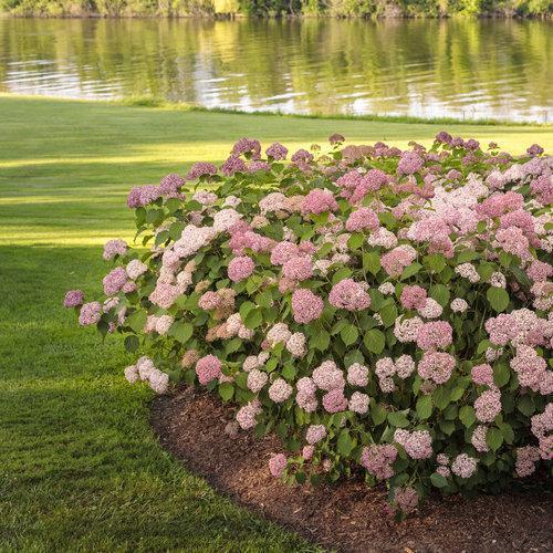 Hydrangea  Invincibelle® Spirit II  Potted Hydrangea Plant
