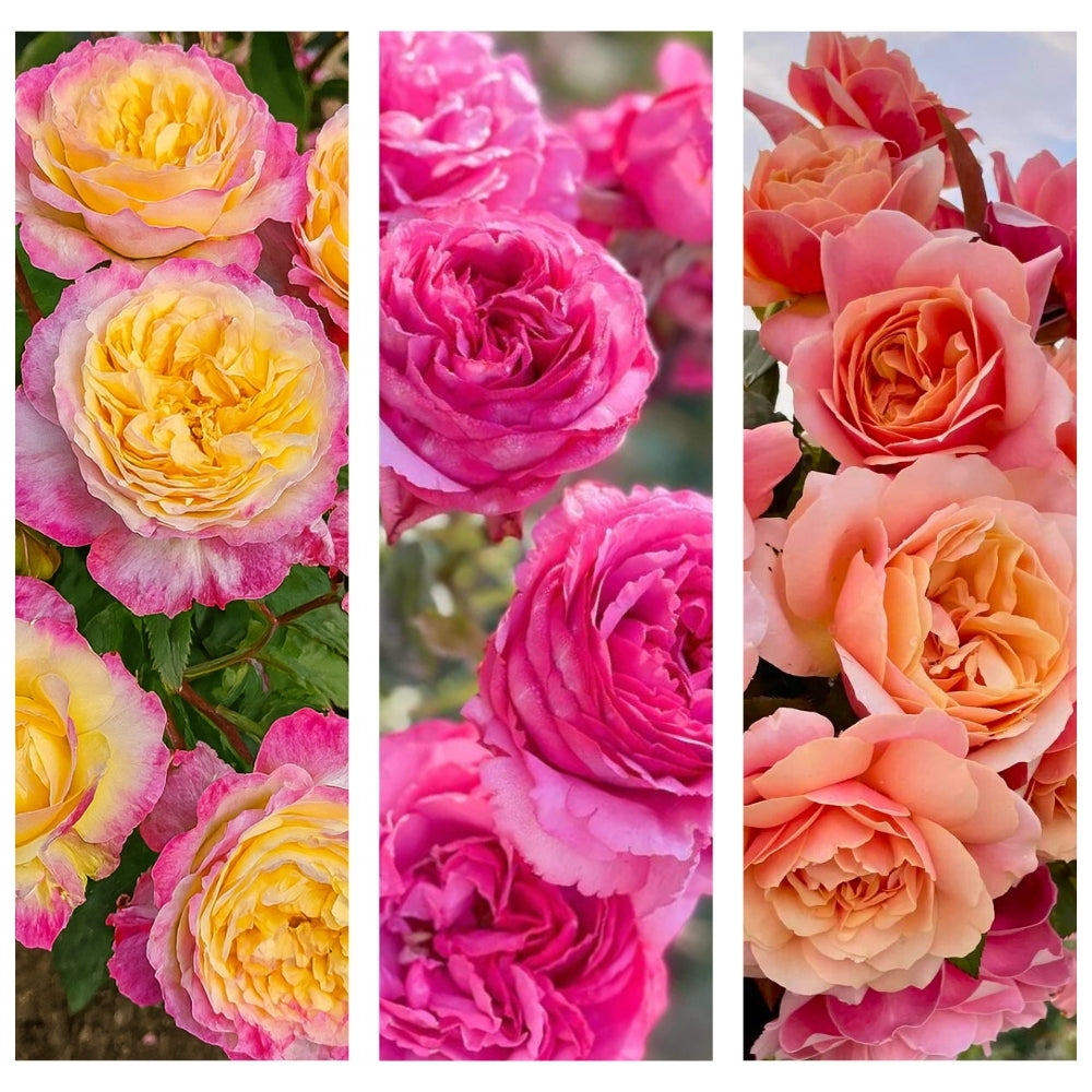 I Am Half Agony, Half Hope® Garden Color Stories™ Bundle of 3 Bare Root Roses